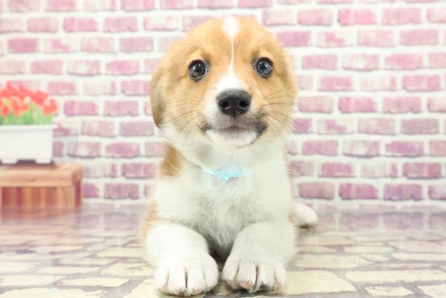 香川県のウェルシュコーギーペンブローク (Coo&RIKU高松上福岡店/2024年1月4日生まれ/男の子/レッドホワイト)の子犬
