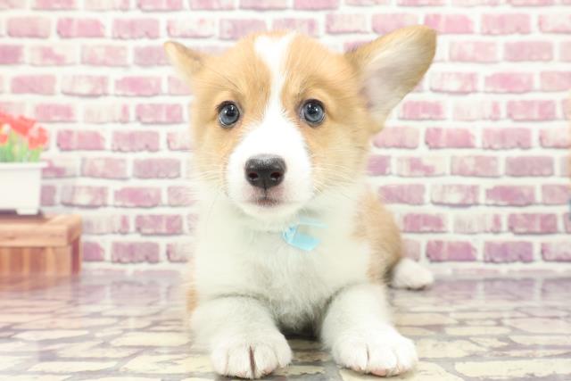 鳥取県のウェルシュコーギーペンブローク (Coo&RIKUラ・ムー鳥取東店/2024年1月4日生まれ/男の子/レッドホワイト)の子犬
