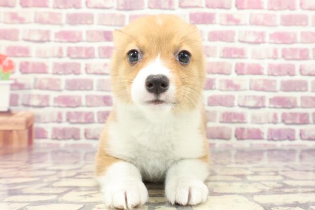 福岡県のウェルシュコーギーペンブローク (Coo&RIKU福岡古賀店/2024年1月4日生まれ/女の子/レッドホワイト)の子犬