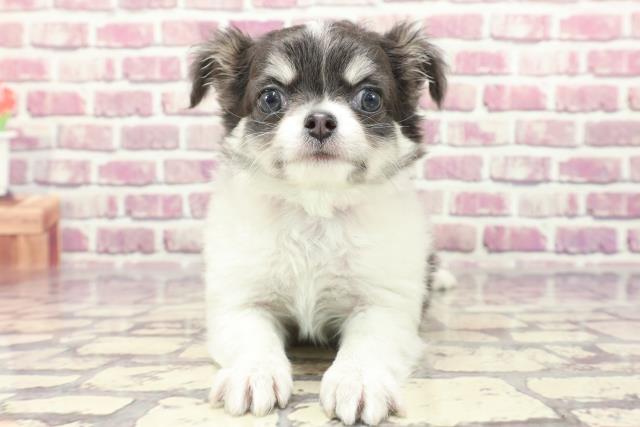 茨城県のチワワ(ロング) (Coo&RIKU日立店/2024年1月7日生まれ/女の子/ブルータンホワイト)の子犬