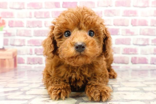 高知県のトイプードル(トイ) (Coo&RIKUのいち店/2024年1月8日生まれ/男の子/レッド)の子犬