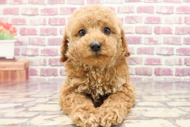 高知県のトイプードル(トイ) (Coo&RIKU高知御座店/2024年1月7日生まれ/女の子/アプリコット)の子犬