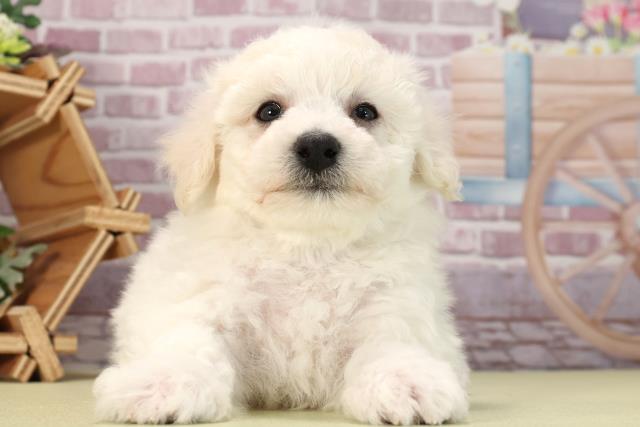 愛知県のビションフリーゼ (Coo&RIKU東海店/2024年1月9日生まれ/男の子/ホワイト)の子犬