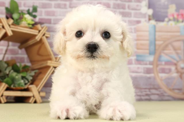 静岡県のビションフリーゼ (Coo&RIKU沼津店/2024年1月9日生まれ/女の子/ホワイト)の子犬