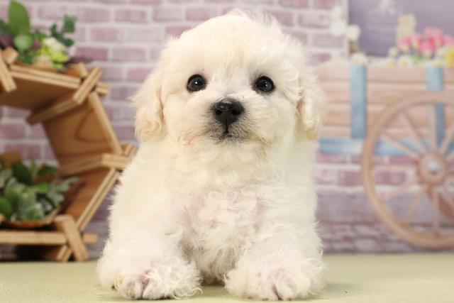 愛知県のビションフリーゼ (Coo&RIKU瀬港線守山店/2024年1月9日生まれ/男の子/ホワイト)の子犬