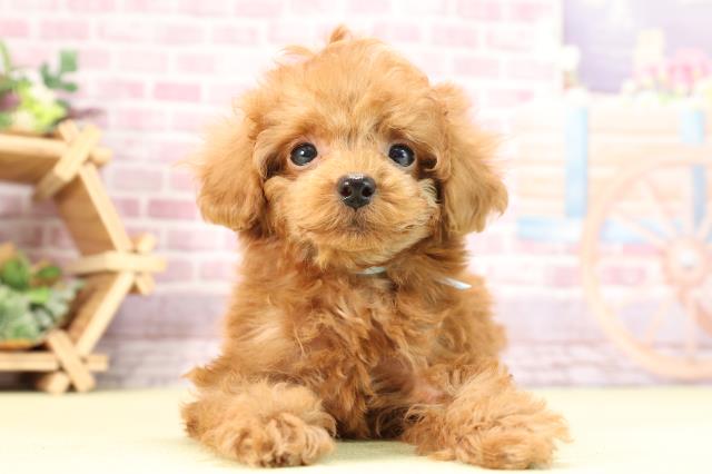 静岡県のトイプードル(トイ) (Coo&RIKU静岡SBS通り店/2024年1月7日生まれ/男の子/レッド)の子犬