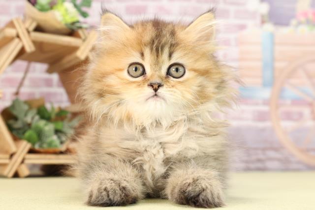 静岡県のミヌエット (Coo&RIKU藤枝店/2024年1月7日生まれ/女の子/ブラウンパッチドタビー)の子猫