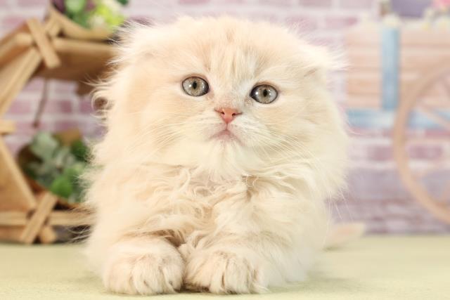 兵庫県のスコティッシュフォールド (Coo&RIKU神戸三宮店/2024年1月10日生まれ/女の子/クリームタビー)の子猫