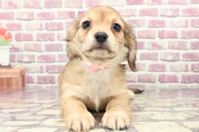 広島県のハーフ犬 (Coo&RIKU広島北店/2024年1月8日生まれ/女の子/シェーデットイエロー)の子犬