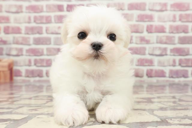 栃木県のマルチーズ (Coo&RIKU小山店/2024年1月11日生まれ/女の子/ホワイト)の子犬