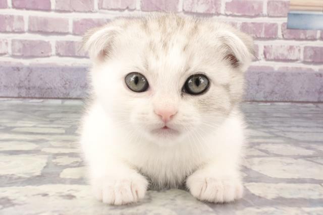 大阪府のスコティッシュフォールド (Coo&RIKU寝屋川店/2024年1月9日生まれ/男の子/シルバータビーホワイト)の子猫