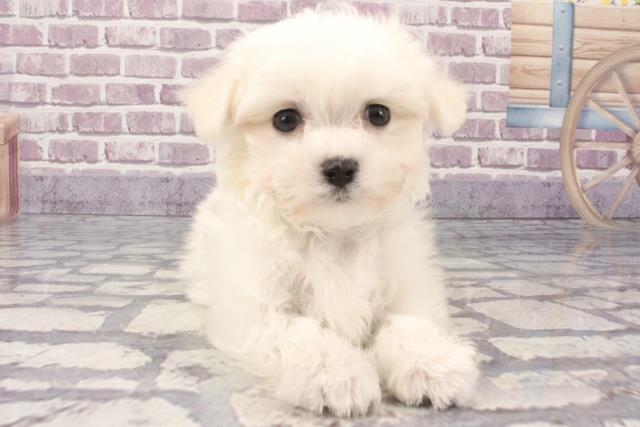 兵庫県のマルチーズ (Coo&RIKU尼崎店/2024年1月10日生まれ/男の子/ホワイト)の子犬
