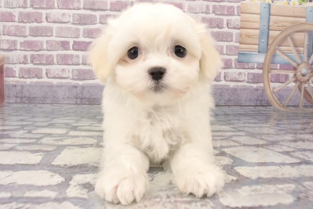 兵庫県のマルチーズ (Coo&RIKU伊丹店/2024年1月10日生まれ/男の子/ホワイト)の子犬