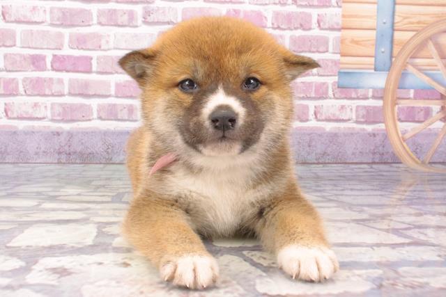 沖縄県の柴犬(標準サイズ) (Coo&RIKU沖縄浦添店/2023年12月31日生まれ/女の子/赤)の子犬
