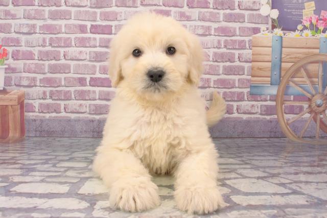 沖縄県のハーフ犬 (Coo&RIKU沖縄浦添店/2024年1月9日生まれ/女の子/クリーム)の子犬