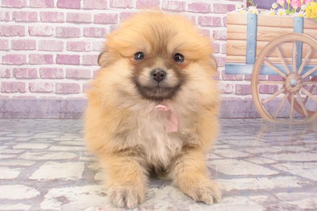 兵庫県のポメラニアン (Coo&RIKU明石店/2024年1月9日生まれ/女の子/オレンジセーブル)の子犬