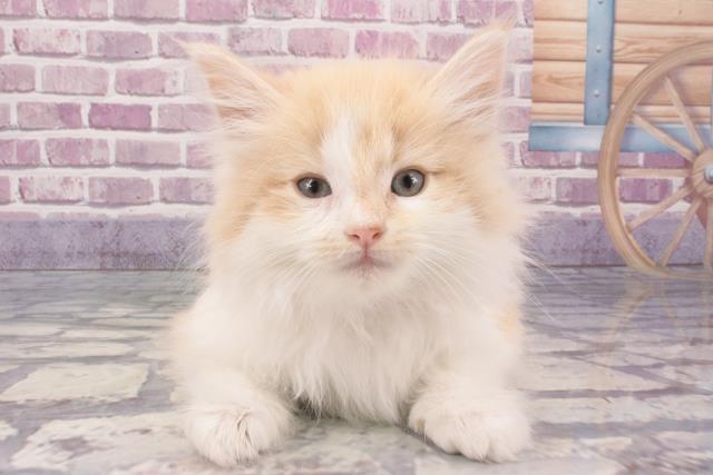 兵庫県のノルウェージャンフォレストキャット (Coo&RIKU神戸東灘店/2024年1月9日生まれ/女の子/クリームタビーホワイト)の子猫
