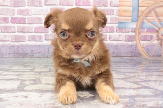 高知県のチワワ(ロング) (Coo&RIKUのいち店/2024年1月11日生まれ/男の子/チョコレートクリーム)の子犬