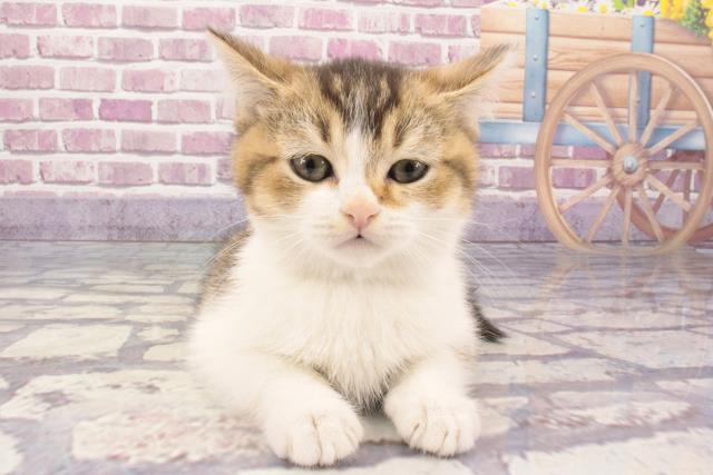 兵庫県のブリティッシュショートヘアー (Coo&RIKU尼崎店/2024年1月7日生まれ/男の子/ブラウンティックドタビーホワイト)の子猫