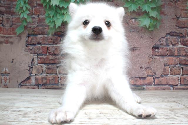 北海道の日本スピッツ (Coo&RIKU苫小牧店/2024年1月8日生まれ/女の子/ホワイト)の子犬
