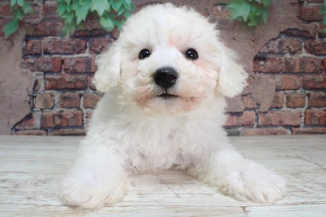 北海道のビションフリーゼ (Coo&RIKU岩見沢店/2024年1月13日生まれ/男の子/ホワイト)の子犬