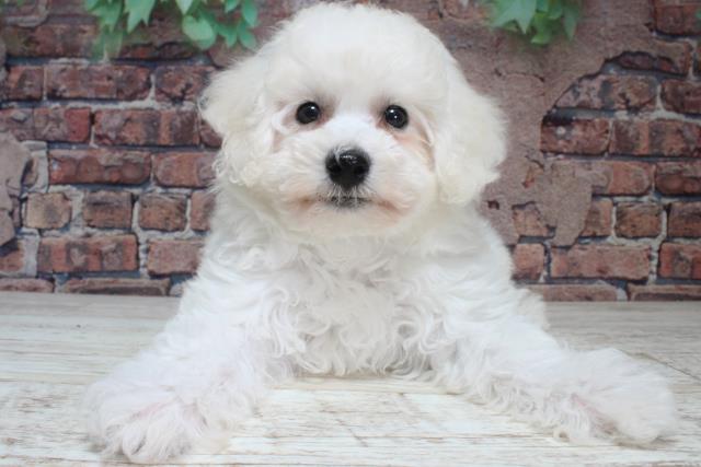 北海道のビションフリーゼ (Coo&RIKU苫小牧店/2024年1月13日生まれ/女の子/ホワイト)の子犬