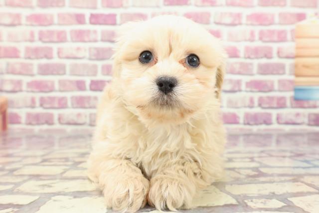北海道のペキプー(ペキニーズ×プードル) (Coo&RIKU帯広店/2024年1月14日生まれ/男の子/アプリコット)の子犬