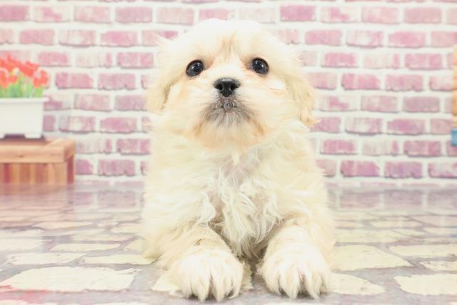 新潟県のペキプー(ペキニーズ×プードル) (Coo&RIKU上越店/2024年1月14日生まれ/男の子/アプリコット)の子犬