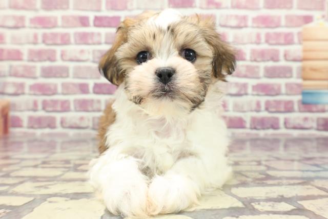 北海道のハーフ犬 (Coo&RIKU室蘭店/2024年1月13日生まれ/女の子/ホワイトゴールド)の子犬