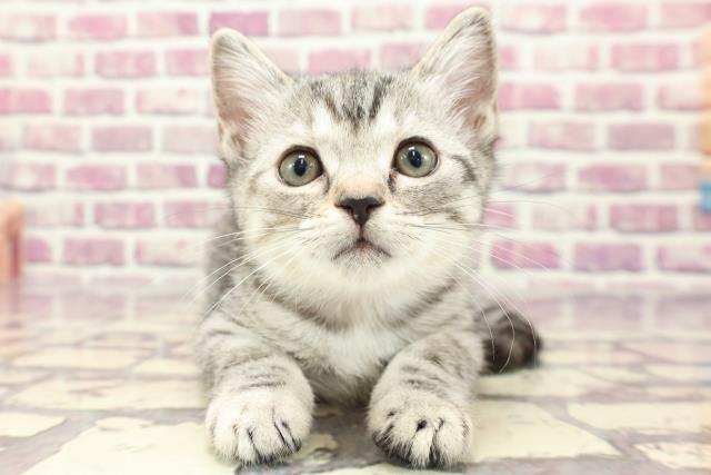 新潟県のスコティッシュフォールド (Coo&RIKU上越店/2024年1月13日生まれ/女の子/シルバーパッチドタビー)の子猫