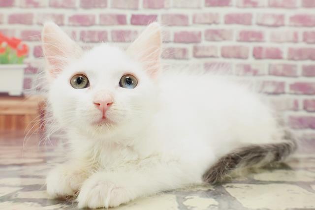 福島県のメインクーン (Coo&RIKUいわき店/2024年1月13日生まれ/女の子/シルバータビーホワイト)の子猫
