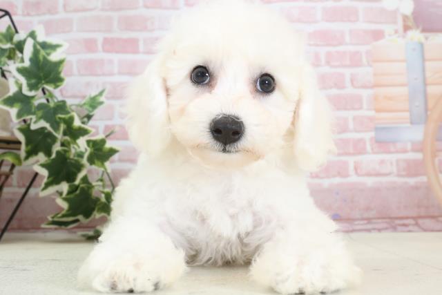 福岡県のビションフリーゼ (Coo&RIKU小倉店/2024年1月10日生まれ/女の子/ホワイト)の子犬