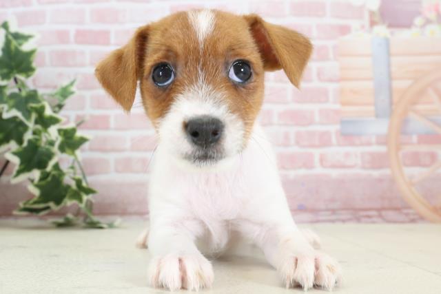 熊本県のジャックラッセルテリア (Coo&RIKU熊本店/2024年1月11日生まれ/女の子/タンホワイト)の子犬
