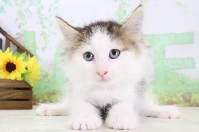 大分県のノルウェージャンフォレストキャット (Coo&RIKU大分店/2024年1月8日生まれ/男の子/ブラウンタビーホワイト)の子猫