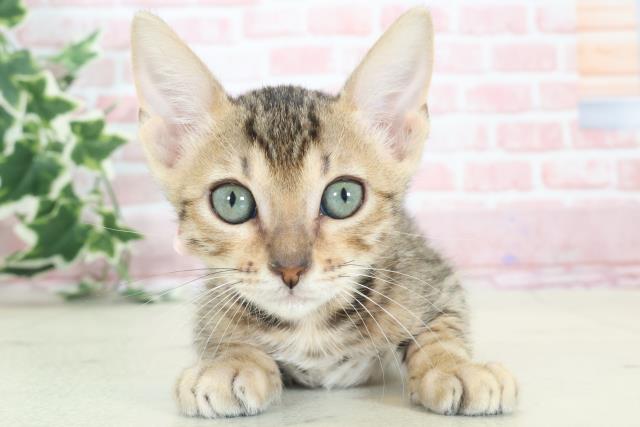 千葉県のベンガル (Coo&RIKU東船橋店/2023年12月25日生まれ/女の子/ブラウンスポットタビー)の子猫