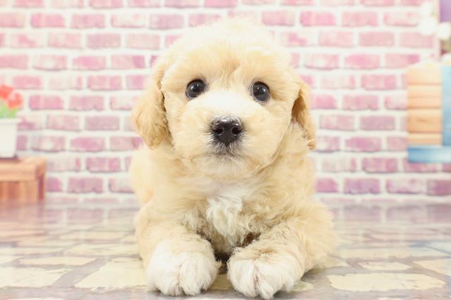 茨城県のビションプー(ビションフリーゼ×プードル) (Coo&RIKU水戸店/2024年1月14日生まれ/女の子/クリーム)の子犬