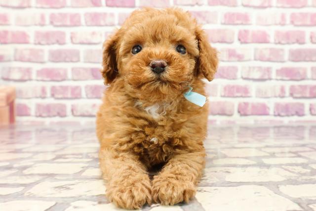 北海道のトイプードル(トイ) (Coo&RIKU北見店/2024年1月12日生まれ/男の子/レッド)の子犬