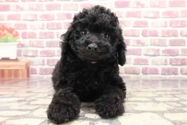 北海道のトイプードル(トイ) (Coo&RIKU帯広店/2024年1月14日生まれ/女の子/ブラック)の子犬