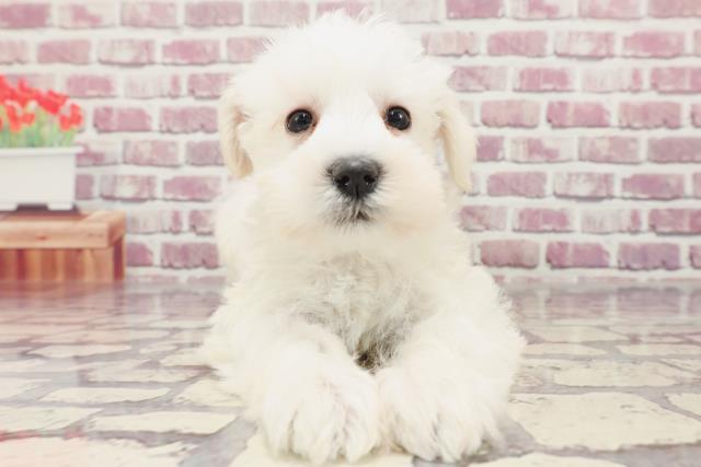 神奈川県のミニチュアシュナウザー (Coo&RIKU長津田店/2024年1月13日生まれ/女の子/ホワイト)の子犬