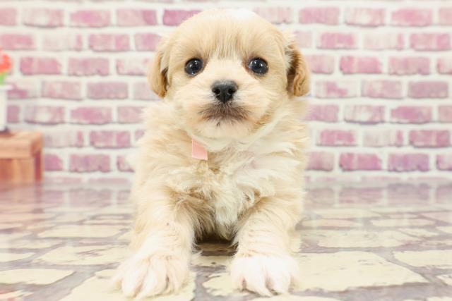 福島県のペキプー(ペキニーズ×プードル) (Coo&RIKUいわき店/2024年1月13日生まれ/女の子/クリームホワイト)の子犬
