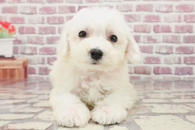 茨城県のビションフリーゼ (Coo&RIKU水戸店/2024年1月14日生まれ/女の子/ホワイト)の子犬