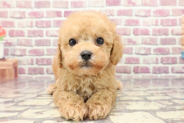福島県のトイプードル(トイ) (Coo&RIKU郡山店/2024年1月14日生まれ/男の子/アプリコット)の子犬