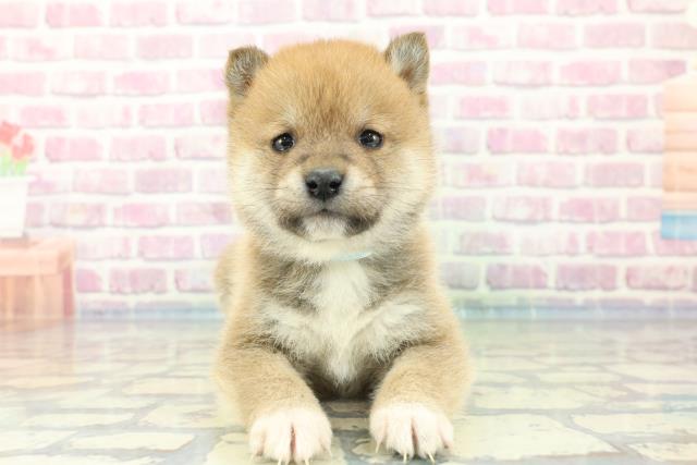 埼玉県の柴犬(標準サイズ) (Coo&RIKUヤオコー幸手店/2024年1月10日生まれ/男の子/赤)の子犬