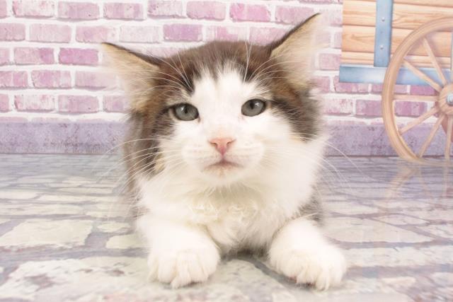 広島県のノルウェージャンフォレストキャット (Coo&RIKU東広島店/2024年1月13日生まれ/男の子/ブラウンタビーホワイト)の子猫