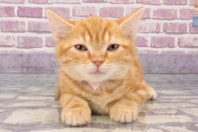 京都府のアメリカンショートヘアー (Coo&RIKU京都店/2024年1月14日生まれ/女の子/レッドタビー)の子猫