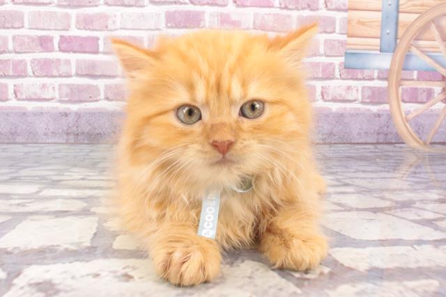 島根県のスコティッシュフォールド (Coo&RIKU出雲店/2024年1月12日生まれ/男の子/レッドタビー)の子猫