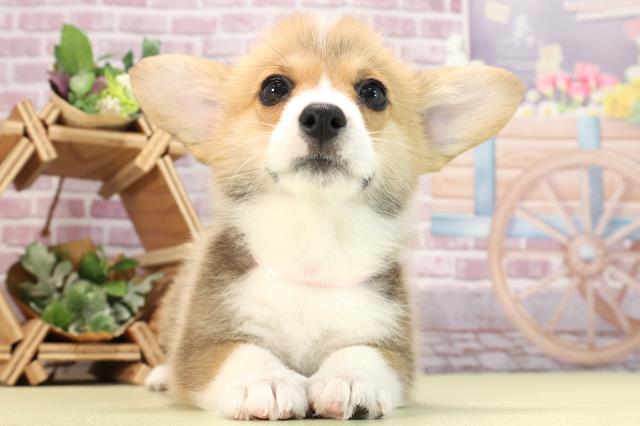 岐阜県のウェルシュコーギーペンブローク (Coo&RIKU岐阜店/2024年1月12日生まれ/女の子/レッドホワイト)の子犬