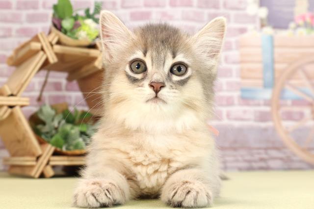 千葉県のソマリ (Coo&RIKU南柏店/2024年1月12日生まれ/女の子/ブルー)の子猫