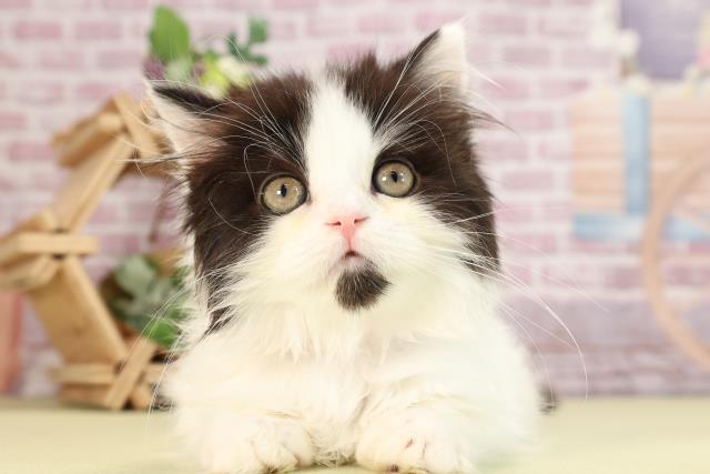 愛知県のラガマフィン (Coo&RIKU半田店/2024年1月8日生まれ/女の子/ブラックホワイト)の子猫