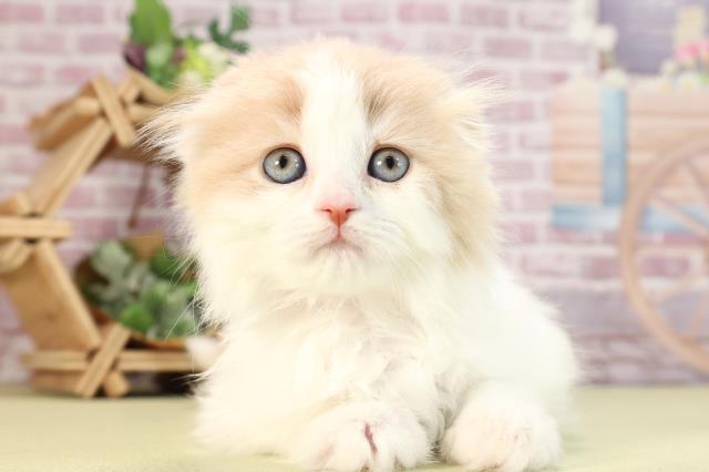 三重県のスコティッシュフォールド (Coo&RIKU津高茶屋店/2024年1月14日生まれ/女の子/クリームタビーホワイト)の子猫